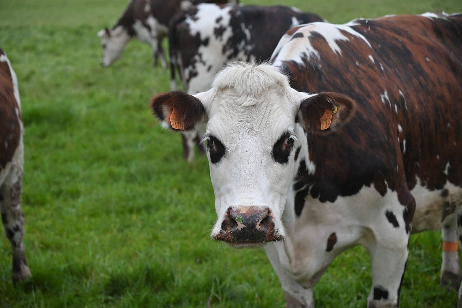 Cow standing in a pasture